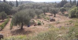 Kato Korakiana Villa Central Corfu